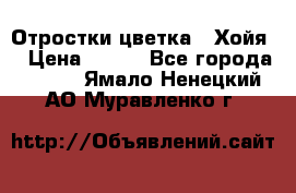 Отростки цветка  “Хойя“ › Цена ­ 300 - Все города  »    . Ямало-Ненецкий АО,Муравленко г.